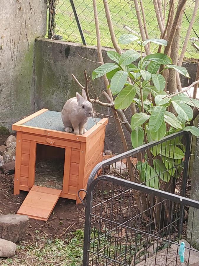 Maison Le Lezard Chez Amalia Et Fred Thonon-les-Bains Bagian luar foto